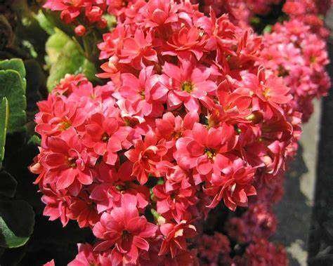 Kalanchoe Blossfeldiana